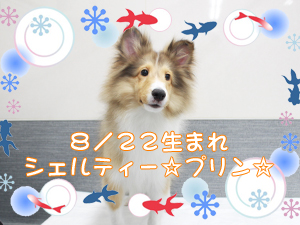この夏で１歳になりました☆～８月～